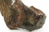 Triassic-Age Petrified Wood Log - Madagascar #379277-2